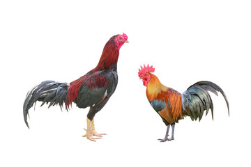 Male fighting cock and Hen Rooster, two species bantam standing isolated on white background with...