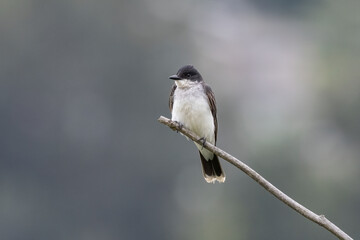 Eastern kingbird bird