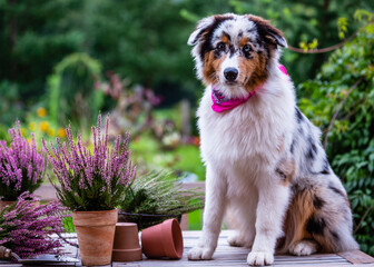 Portrait of a cute Australian Shepherd Dog with heathers in the garden.