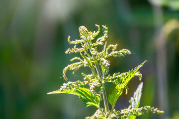 The nettle, Urtica dioica, with green leaves grows in natural thickets. Medicinal wild plant nettle. Nettle grass with fluffy green leaves.