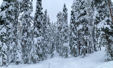 Frozen fir and pine trees in snow-covered forest. Cold winter x-mass landscape