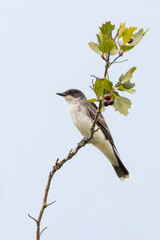 Eastern kingbird bird