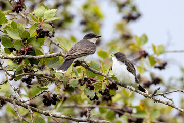Obraz premium Eastern kingbird bird