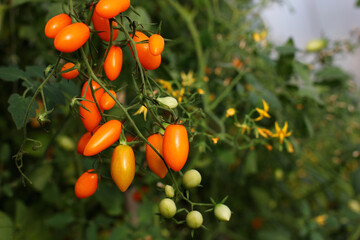 delicious cherry tomatoes on a blurry natural background