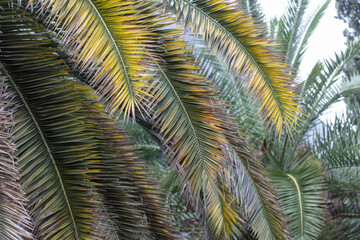 Green leaves of a palm tree as a background.