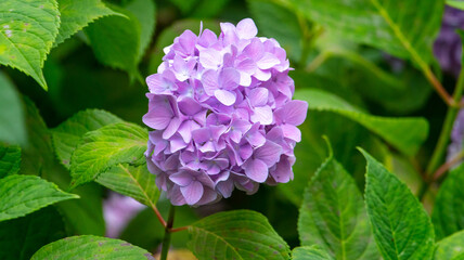 Fototapeta premium Beautiful pink flower in nature.