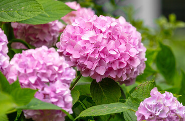 Beautiful pink flower in nature.