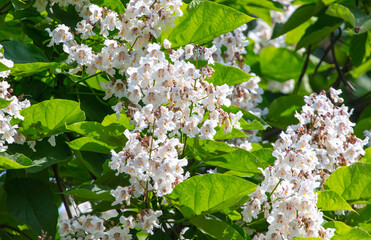 White flowers on the chestnut tree in nature.