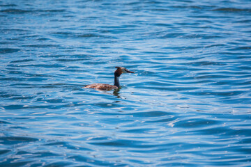 Great Crested Grebe swimming in the calm lake