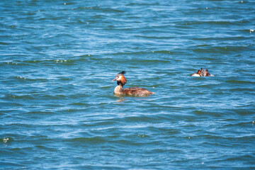 Two Great Crested Grebes swim in the lake