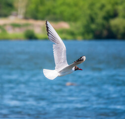 Beautiful Black Headed Gull, in elegant flight over blue water