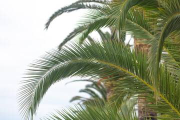 Fototapeta na wymiar Green leaves of a palm tree