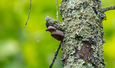Mushrooms and moss on an old tree.
