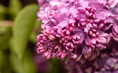 Lilac flowers on nature as a background.