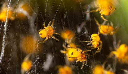 Close-up of small yellow spiders in nature.