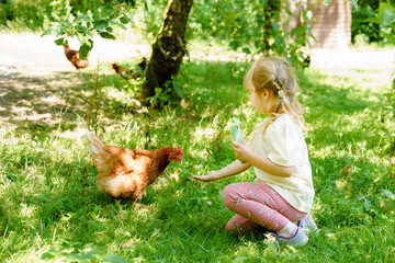 Adorable cute preschool girl feeding chicken in a wild animal farm. Happy child with domestic birds...
