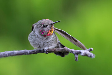 Anna's hummingbird bird