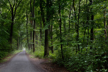 Fototapeta na wymiar Light path through a dark, dense forest 