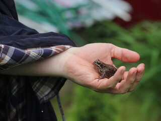 Obraz premium Hand in a shirt holding a frog