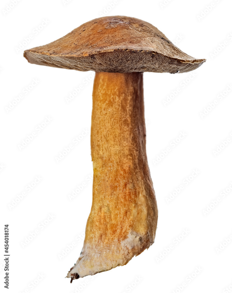 Poster isolated dark yellow velvet bolete