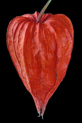 bright red winter cherry isolated on black