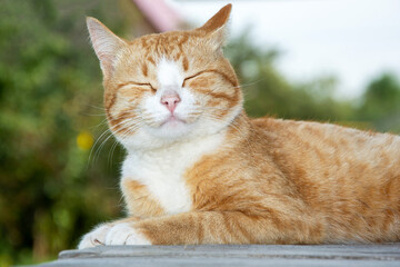 Ginger kitten close up. Portrait of a cute tabby cat close-up lying on a wooden background.