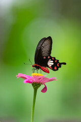 Fototapeta premium Butterfly on red flower in the garden