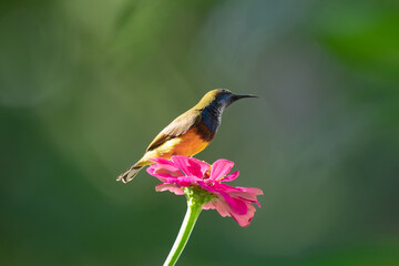 Olive backed Sunbird on flower