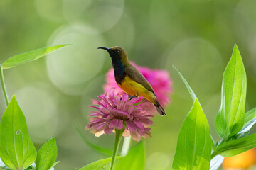 Olive backed Sunbird on flower