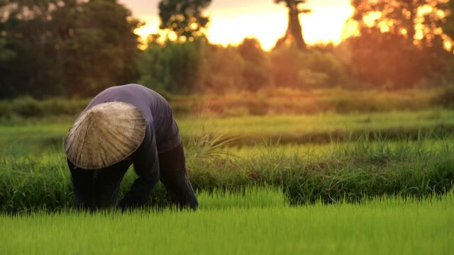 farmer transplant rice seedlings in rice field
