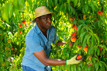 African american man harvesting ripe peaches on the farmer field
