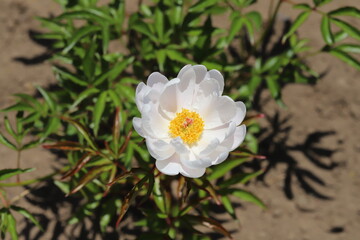 春の公園に咲く一重咲きのシャクヤクの白い花