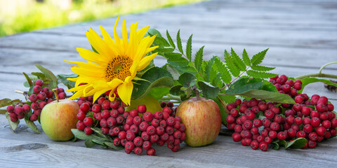 Sunflower flower next to red rowan and ripe apples. Vegetables, berries and flowers on a wooden background.