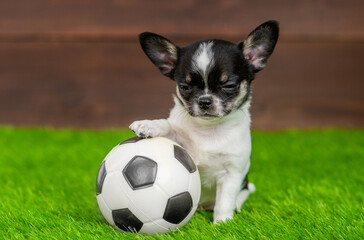 Playful Chihuahua puppy sits with a soccer ball on green summer grass