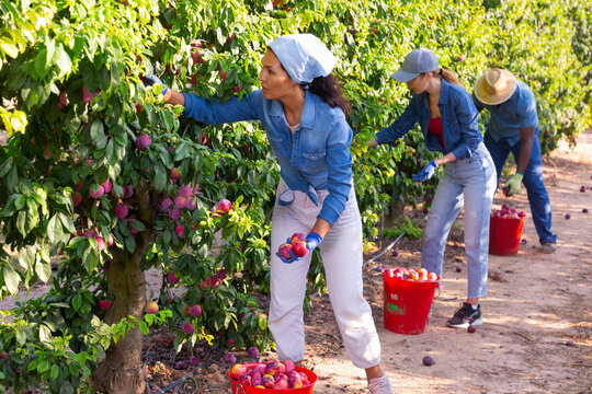 Multiethnic team of young adult people harvesting plums on farm