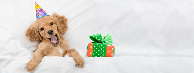 Funny yawning English Cocker spaniel puppy wearing birthday cap lying with gift box under white...