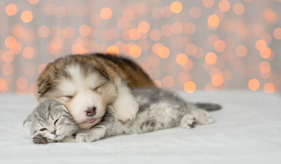 Fototapeta na wymiar Alaskan malamute puppy hugs kitten on festive background. Pets sleep together. Empty space for text