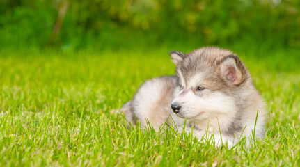 Alaskan malamute puppy lying on green summer grass and looking away on empty space
