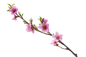 Obraz premium sakura branch isolated