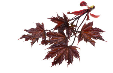 red maple leaves isolated