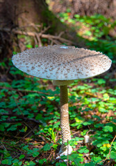 Macrolepiota procera. An umbrella mushroom stands in a forest clearing, illuminated by the sun.