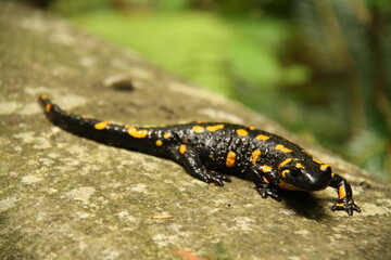 red book animal, lizard salamander