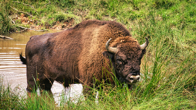Der Wiesent ist eine Büffelart, die wieder frei in Deutschland lebt. Er ist riesig groß und sehr imposant. Sein breiter Kopf mit den großen Hörnern ist beeindruckend 
