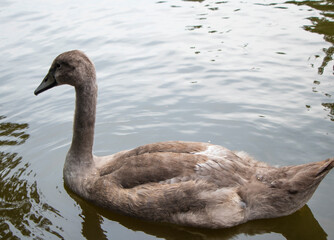 Selective focus. Portrait of a Young Mute Swan, cygnus olor, swimming on water. A gray swan with gray feathers looks into the frame. High quality photo