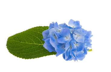 blue hydrangea isolated
