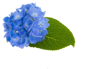 Fototapeta premium blue hydrangea isolated