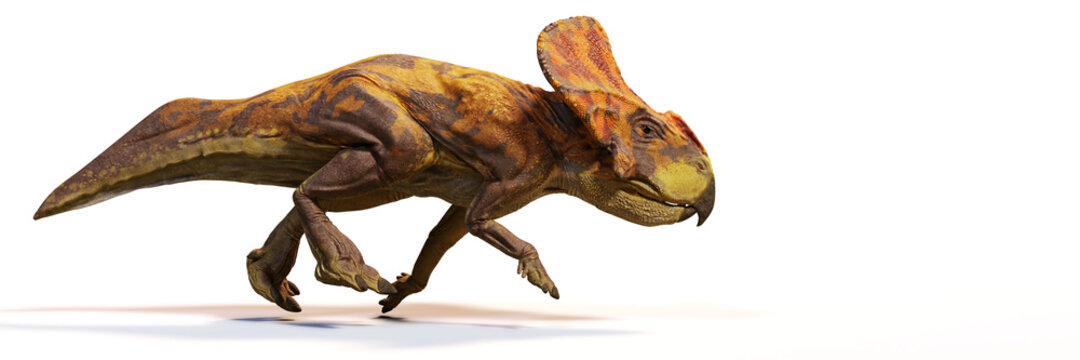Protoceratops, running dinosaur from the Late Cretaceous period, isolated on white background