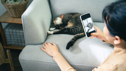 Cat lover female hands taking photo her lovely cat at home friendship Animal lover  lifestyle concept