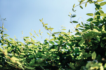 Fresh green leaves against blue sky natural background with copy space