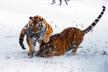 siberian tiger in snow scrambling for prey